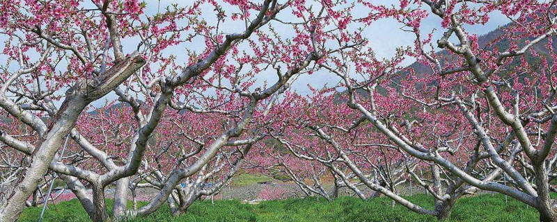 桃树栽培技术与管理 桃树栽培技术与管理的书集
