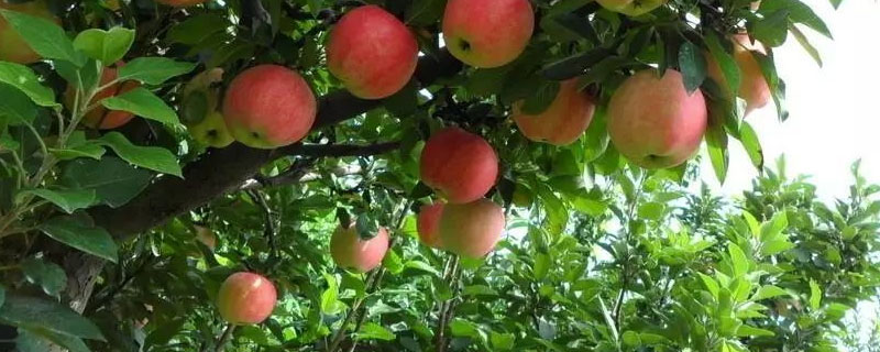苹果树算农作物吗（苹果属于作物吗）