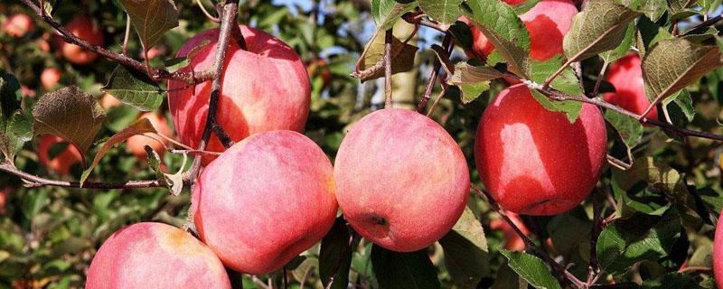 苹果树栽培及管理技术（苹果树的栽培与管理技术）