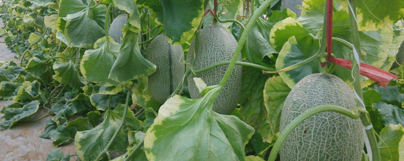 哈密瓜是什么季节的水果 哈密瓜是什么季节的水果,产自什么地方?