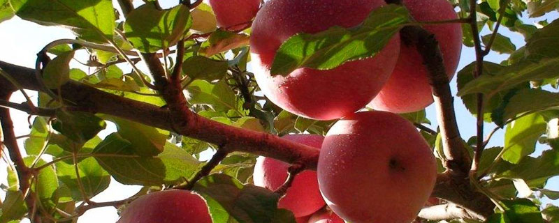 苹果树的特点，苹果树的特点和用途