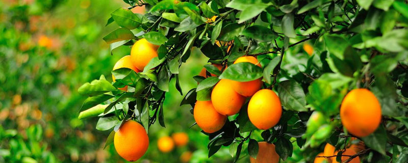 脐橙每亩种多少棵 脐橙亩种植多少株
