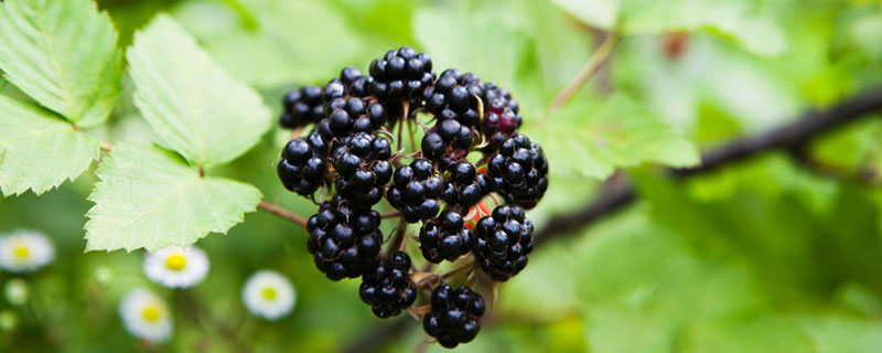 黑莓种植技术和管理（黑莓的种植技术）