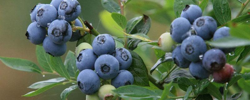 蓝莓品种介绍大全 中国蓝莓品种介绍大全