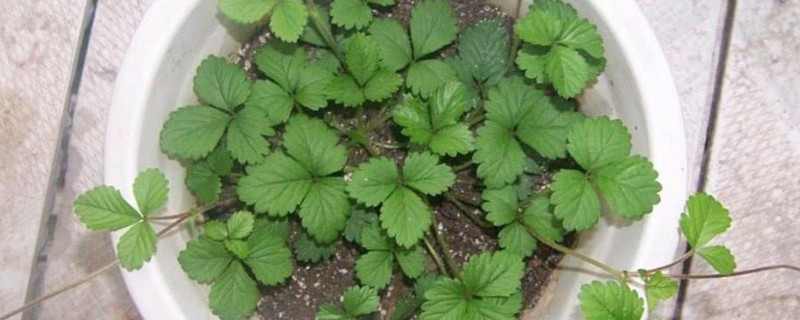 草莓苗种植注意事项，种草莓苗需要注意什么