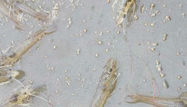 中国对虾养殖的池水如何调控，虾应该怎么养水池里