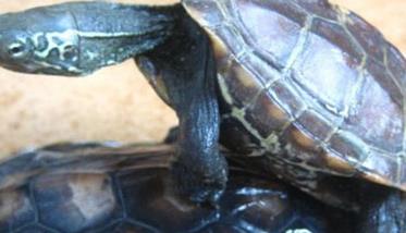 乌龟怎么交配 乌龟是怎样繁殖的