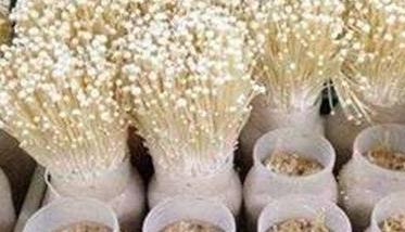 金针菇的种植技术要点