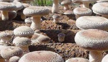 大棚香菇适合的种植温度