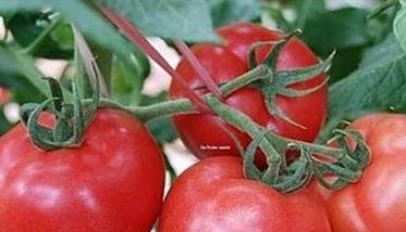 番茄空洞果的防治方法