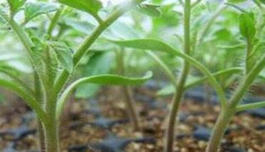 西红柿育苗标准