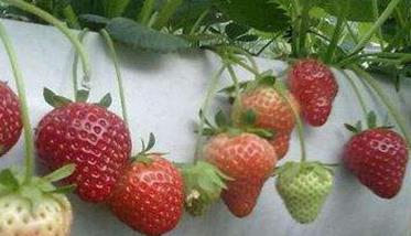 草莓无土栽培技术