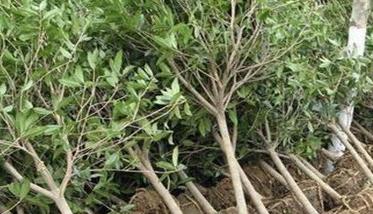 板栗树怎么栽才好活 板栗栽植步骤与技术要点