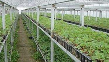 草莓的育苗与定植方法