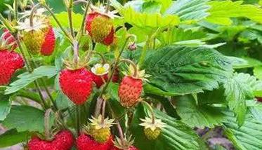 草莓灰霉病的防治方法