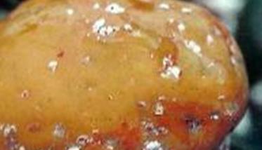 柿长绵粉蚧的防治方法