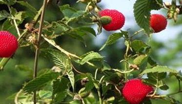 树莓的肥水管理
