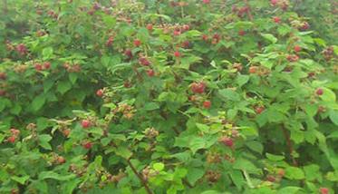 树莓栽植方式