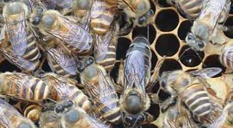 中蜂快速繁殖