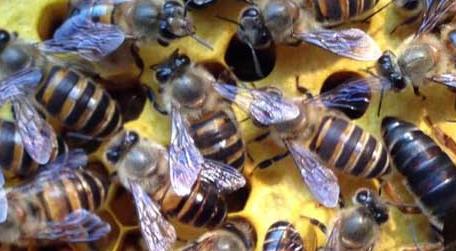 蜜蜂什么时候繁殖速度快 蜜蜂几月份繁殖