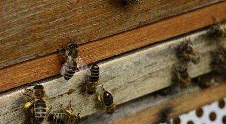 蜜蜂养殖的关键性技术，蜜蜂 养殖技术