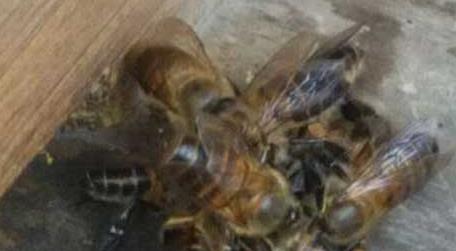 蜜蜂冲群是怎么回事 蜜蜂冲群的原因