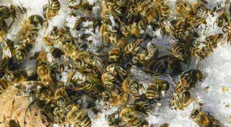 爬蜂病的防治方法及注意事项 秋季爬蜂病怎么治疗