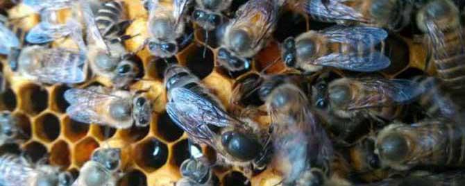 蜜蜂常见病和常用药有哪些（蜜蜂用什么药）