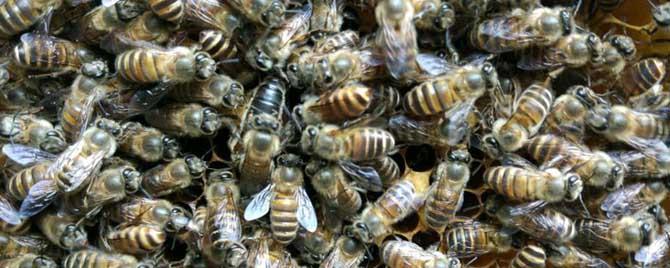 养蜜蜂需要什么条件 养蜜蜂需要管理吗