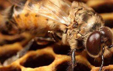 雄蜂，雄蜂蛹的功效与作用