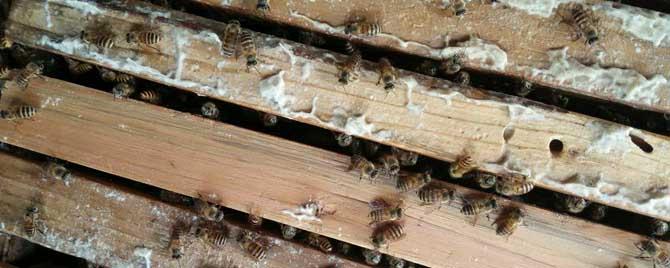 蜂箱覆布有什么作用 蜜蜂覆布作用