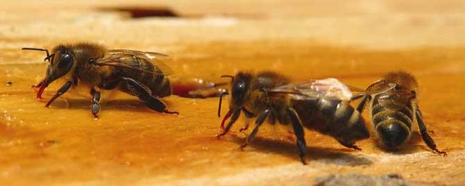 新手养蜂入门要掌握哪些知识 新手养蜂知识大全