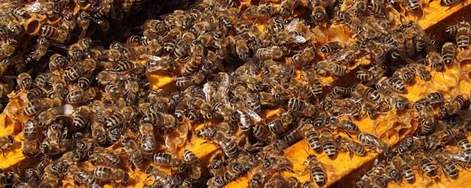 怎么合并蜂群不围王，蜜蜂无王群怎样合并