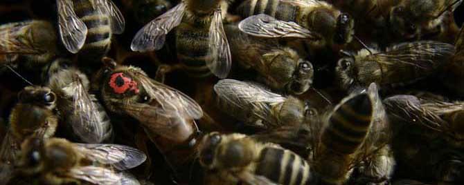 蜂王冬天怎么介入蜂群中，蜂后为什么可以控制蜂群