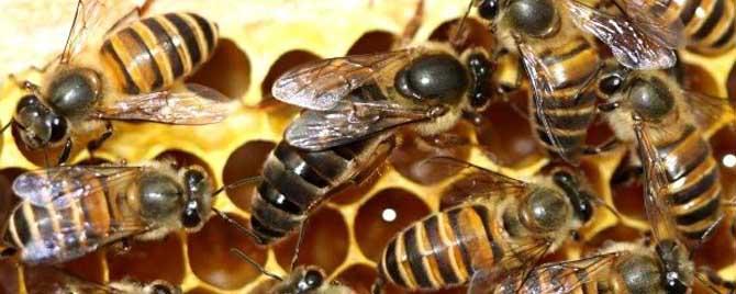 网上买的蜂王怎么介入蜂群，蜂王买回来怎样跟群蜂入群