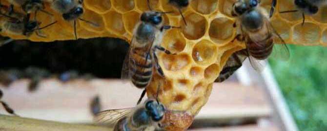 人工培育蜂王方法有哪些 人工怎么培育蜜蜂王