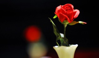 红玫瑰花什么时候种植最好 玫瑰花啥时候种好