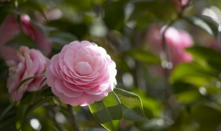 什么时间种植樱树花（樱花树什么时间移栽）