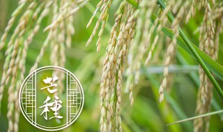 水稻成熟的季节（水稻成熟的季节是?）