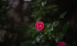 花几天浇一次水（玫瑰花几天浇一次水）