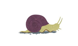 蜗牛算海鲜嘛 跟蜗牛很像的海鲜