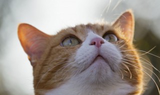 猫能吃猫薄荷吗，三个月的猫能吃猫薄荷吗