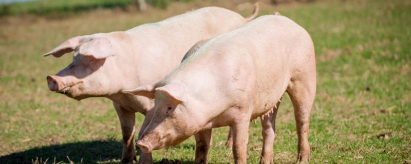 公猪为什么要做绝育手术 公猪肉和母猪肉的区别