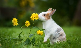 兔子英文怎么读，我是复活节兔子英文怎么读