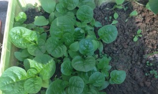 大叶木耳菜种子夏天怎么种 大木耳菜什么季节播种