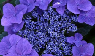 紫罗兰花语是什么意思 紫罗兰花的花语和象征意义