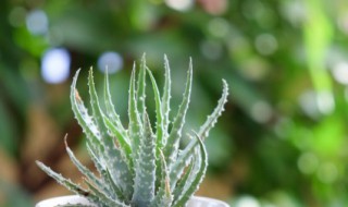 水培植物怎样生根快，水培植物怎样生根快速