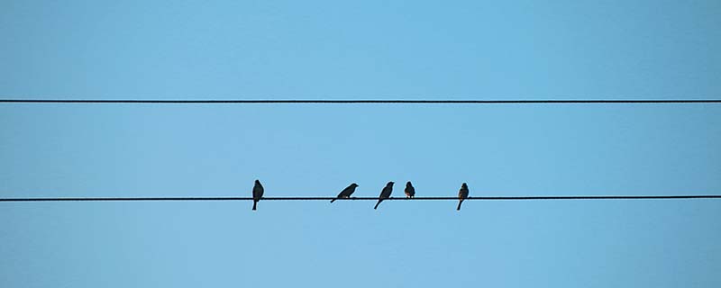 鸟为何能站在高压电线上