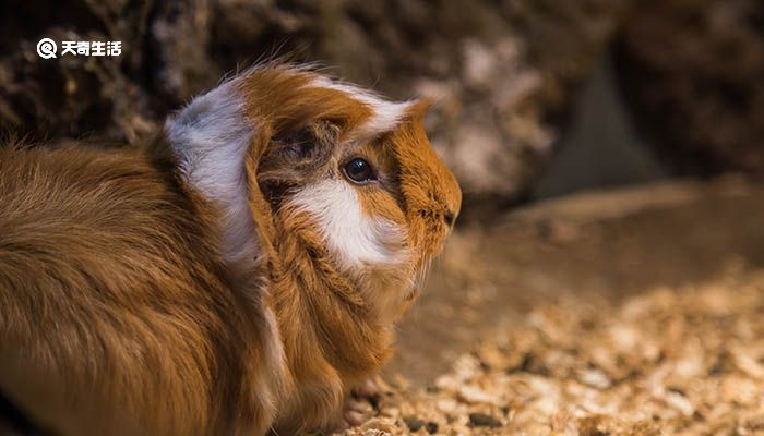 荷兰猪是什么动物