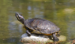 巴西龟不放在水里养会死吗（巴西龟不放在水里养会死吗视频）